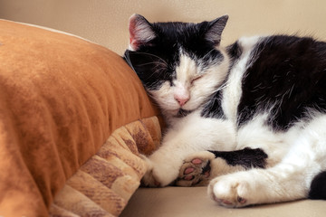 the cat pressed her head to the pillow. spotted breed with black and white wool color