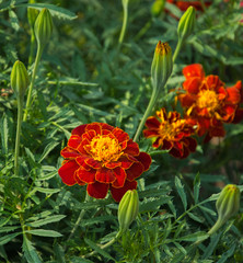 Flowering red marigolds and buds closeup.
