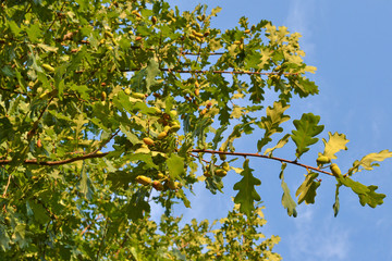 Oak leaves and acorns on branches against the sky.