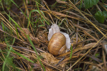 Helix pomatia. Roman snail. Snail pomatia creeping on grass in forest cover.  Austria. Burgenland.
