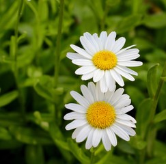 Obraz premium A close view on the two daisies in the garden. 
