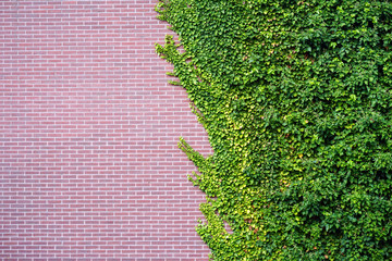 Garden Wild Grapes With Autumn Leaves On red Brick Wall. Wild grape on the wall of an old building. Texture, pattern, background, autumn. Golden autumn. Wild grapes on old brick wall as background