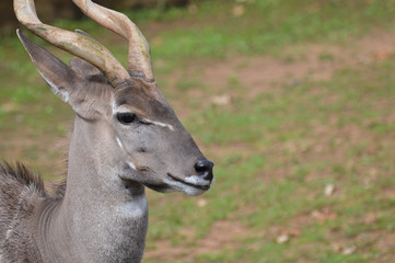 Fototapeta premium Close up of a Kudu