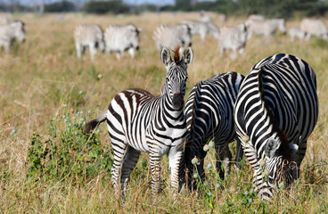 Obraz na płótnie Canvas Zebras in Botswana