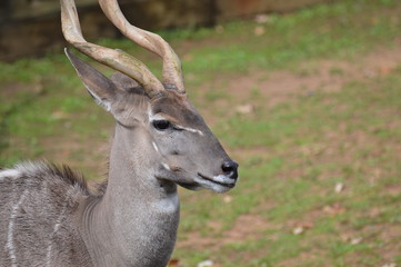 Obraz premium Close up of a Kudu