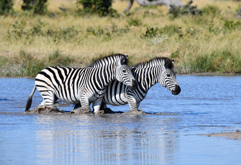 Zebras in Botswana