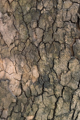 Vertical photo texture of a tree bark similar to a dried up cracked ground