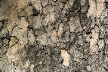 Photo texture of a tree bark similar to a dried up cracked ground