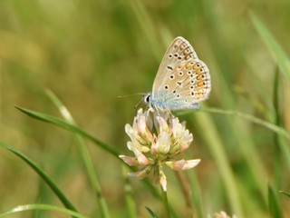 Plakat The common blue butterfly (Polyommatus icarus)