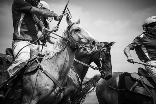 Action Shot of Polocrosse Game