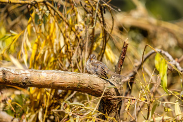 tiny female sparrow resting on the tree trunk with few yellow leaves under the sun in the park
