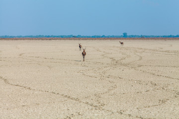 Fototapeta na wymiar Animales Parque Nacional de Doñana