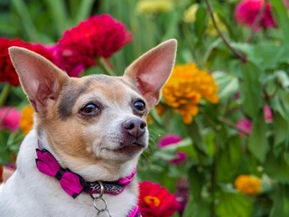 Jack Chi in Flower Garden