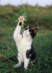 Fototapeta premium beautiful kitten sitting on a green meadow funny raising his foot in the spring garden