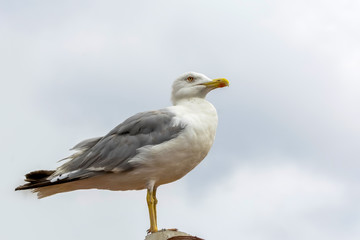 Single seagull flying in a sky as a background