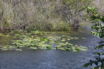 Everglades