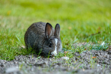 cute grey bunny with white stripe on the head eating grass in the field