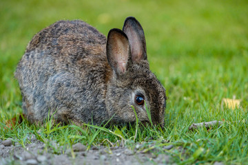 brown rabbit sitting on the ground eating grass at green grassy field