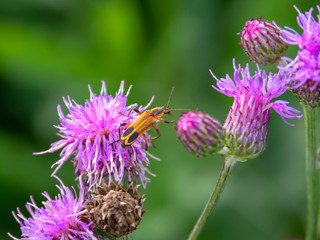 Insect on Purple Thistle