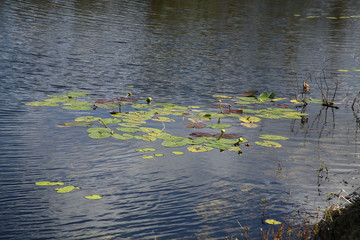 Everglades