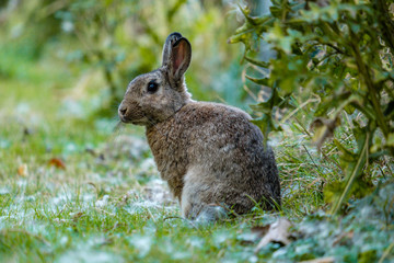 portrait of brown rabbit sitting on the grassy ground beside green bushes