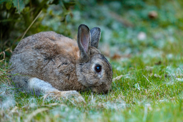 brown rabbit laying on the grass with leg spread out while eating 