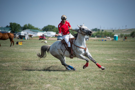 Polocrosse Images – Browse 63 Stock Photos, Vectors, and Video | Adobe ...
