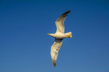 Single seagull flying in a sky as a background
