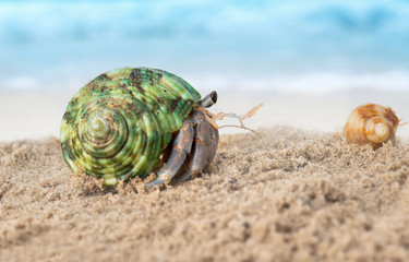 Colorful hermit crab on the beach.