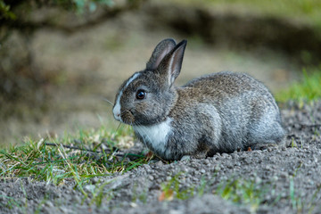 Fototapeta premium portrait of cute grey bunny with white neck sitting on grass