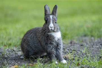 portrait of cute grey bunny with white neck  sitting on grass looking at you