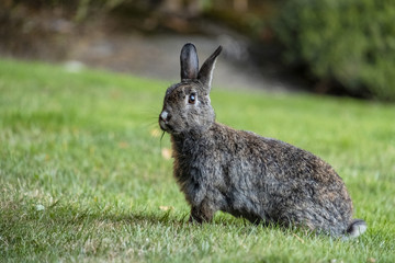 Fototapeta premium portrait of grey rabbit sitting on green grass with a piece of grass in its mouth