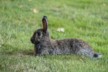 portrait of grey rabbit laying on green grass