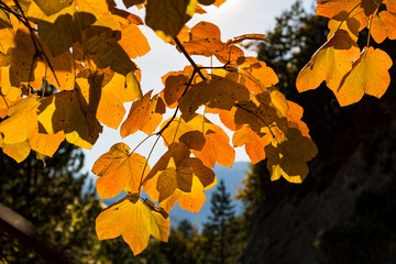 Autumn colorful foliage on Mount Gramos, Greece