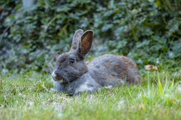 grey rabbit laying on the green grass licking its nose