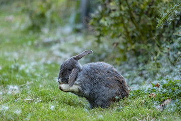 grey rabbit sitting on the green grass washing its ears with its paw