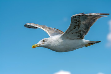 Single seagull flying in a sky as a background