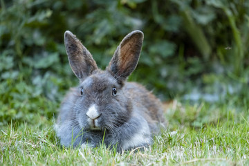 grey rabbit laying on the green grass facing you having a rest