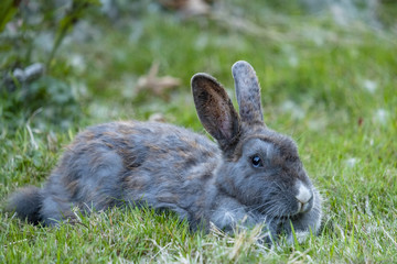 grey rabbit laying on the green grass having a rest