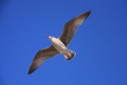 Goeland; oiseau; animal; aile; vom mer, c&ocirc;te, eau, &icirc;le, paysage, ciel, oc&eacute;an, rocher, plage, bleu, voyage, &eacute;t&eacute;, nature, falaise, montagne, littoral, m&eacute;diterrann&eacute;e, bai, europe, pierre, rivage, tourism