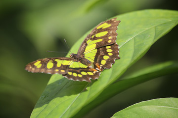 butterflies