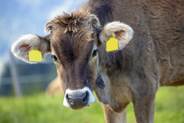 Kuh - Allg&auml;u - Braunvieh - K&auml;lbchen - Alpen