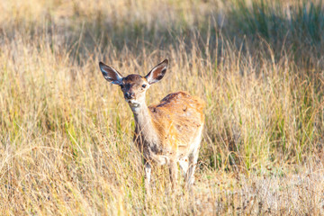 Parque Nacional de Doñana