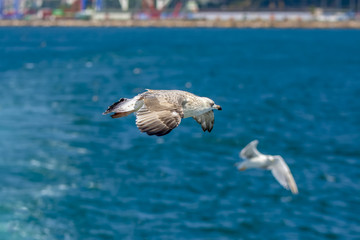 Single seagull flying in a sky as a background