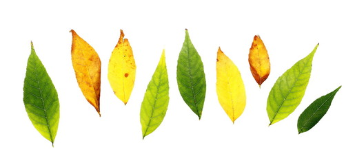 set yellow green autumn leaves isolated on white background, with clipping path 