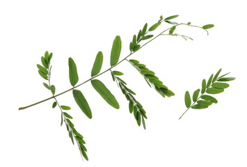 set acacia green leaves with branch  isolated on white background, clipping path