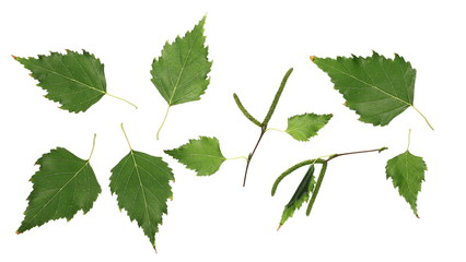 Set birch leaves isolated on white background, top view with clipping path
