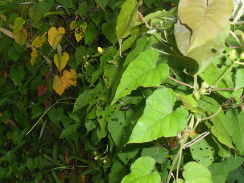 plant, green, tree, nature, background, plants leaf growth growing tropical planting garden leaves life conceptecology pot unl