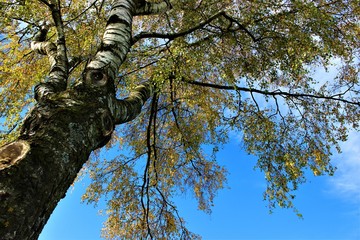 Fototapeta premium Birch tree in summer unterneath blue sky 
