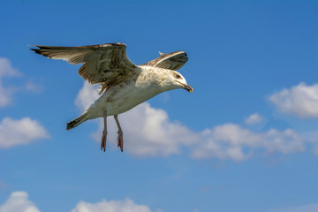 Single seagull flying in a sky as a background